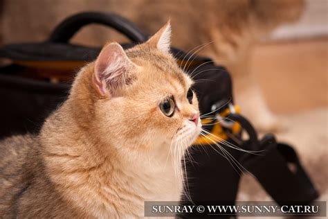 Кот британский короткошерстный (британец) черный золотой затушеванный ...