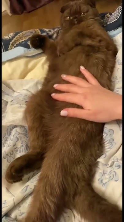 Спросонья пытается понять что происходит 😹 - YouTube