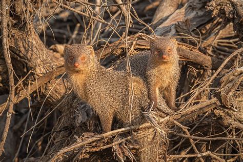 The Indian Grey Mongoose: The Cobra’s Nemesis | Roundglass | Sustain