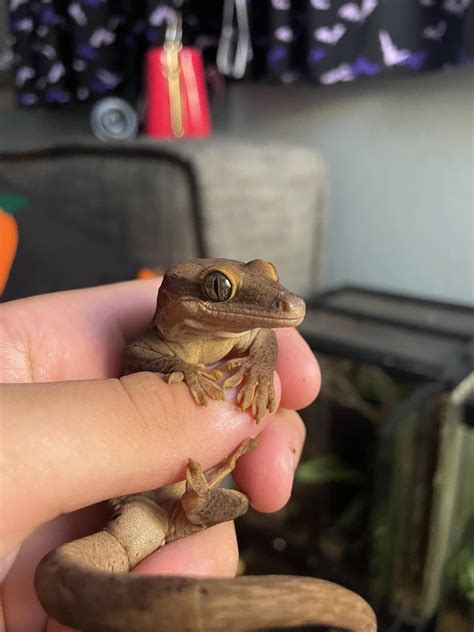 Wtf is this? Warning, it’s creepy . Looks like a roach. : r/whatsthisbug