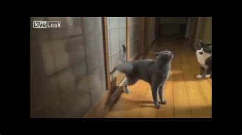 Сообразительный кот стучит в дверь - YouTube