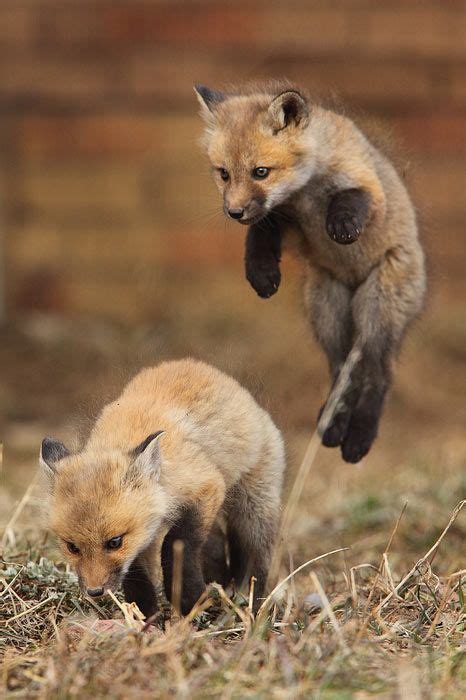 vulpes fulva ideas animals wild animals beautiful animal pictures