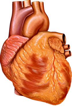 Heart - Wikipedia