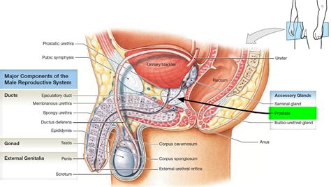 Prostate Gland - Prostate Gland Location and Function