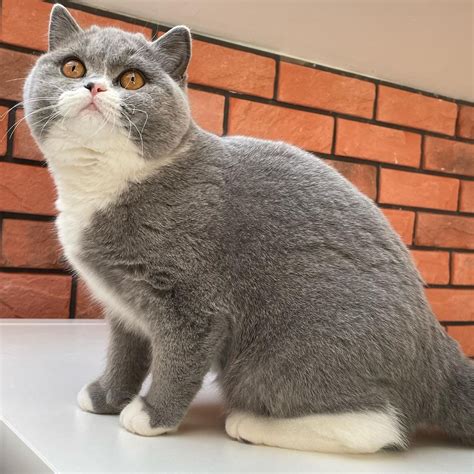 Catbot