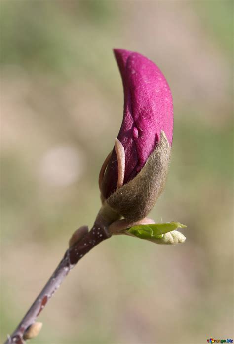 Magnolia pink free image - № 39747
