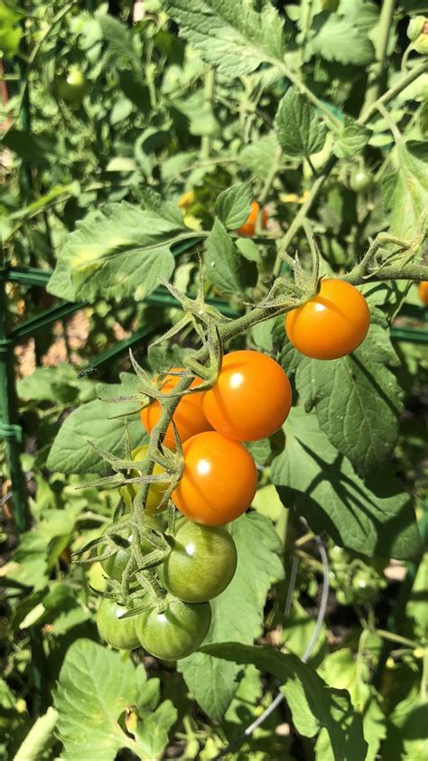 The squirrels keep getting my other tomatoes but atleast I have plenty