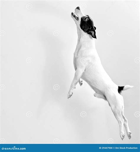 Full-length Jack Russell Terrier Stock Photo - Image of jack, pedigree: 29447900