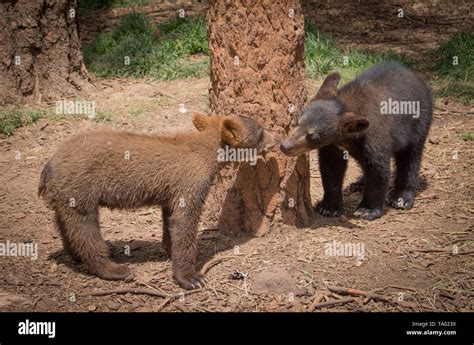 Two junior black bear cubs playing Stock Photo - Alamy