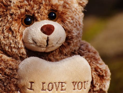 Free Images : love, teddy bear, plush, sweet, bears, cute, romantic ...