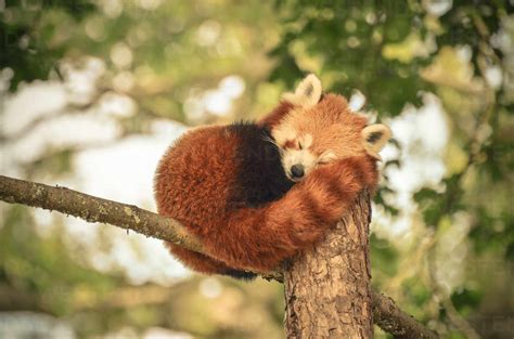 Red Panda Sleeping In A Tree