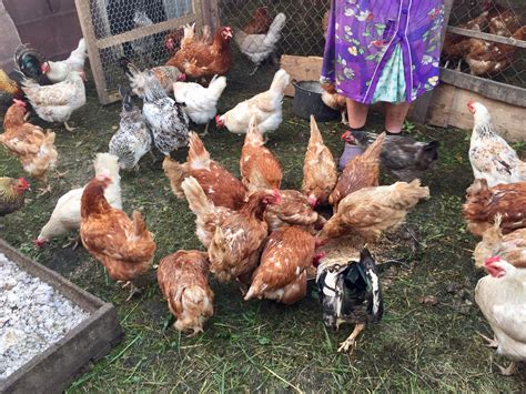Green Square Agro Consulting: Agricultural classes in school
