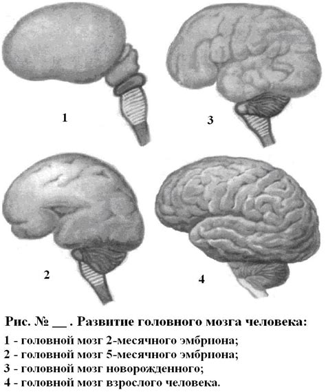 Головного мозга человека после рождения.
