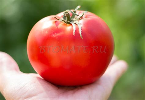 ЯБЛОЧНЫЙ ЛИПЕЦКИЙ — BTomate