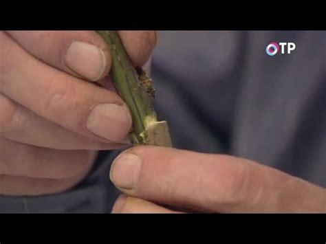 Размножение древовидных пионов прививкой - YouTube