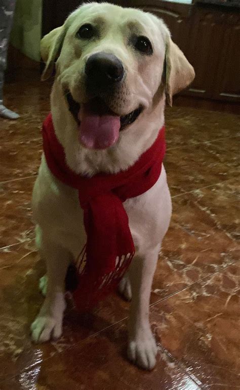 Лабладор | Labrador, Labrador retriever, Animals