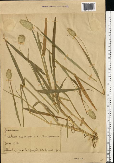 MW0221810, Phalaris canariensis (Канареечник канарский), specimen