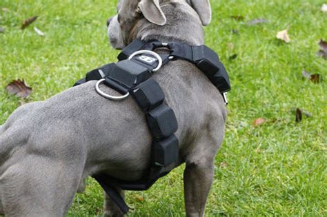 BullyBillows - Quality Pet Supplies