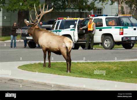 Yellowstone park rangers hi-res stock photography and images - Alamy