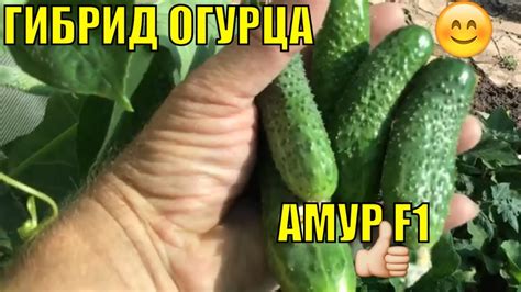 Огурцы в открытом грунте. Амур F1. - YouTube