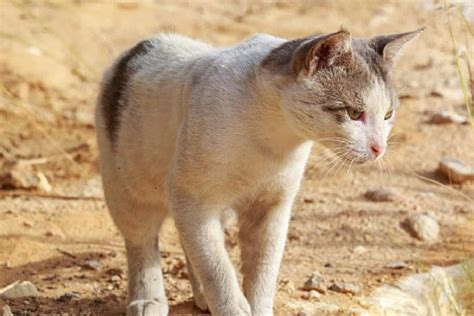 100 Delightful Desert Cat Names for Adventurous Cats
