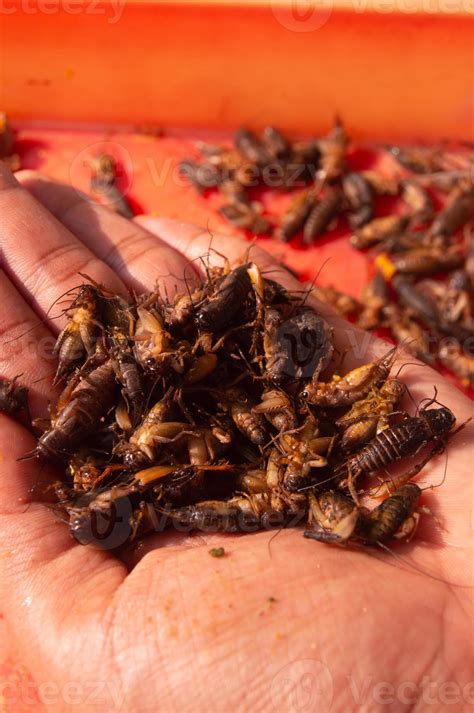 dried crickets    dried   sun  persons hand holding