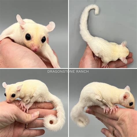 Sugar ‎Glider Babies For Sale | Dragonstone Ranch