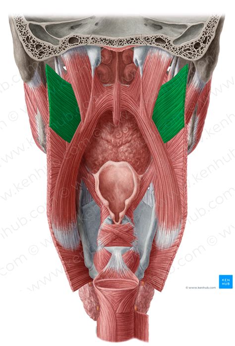 Superior pharyngeal constrictor muscle (#5268) – Kenhub Image License Store