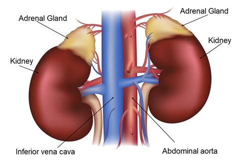 adrenal gland    located wallstreetfer