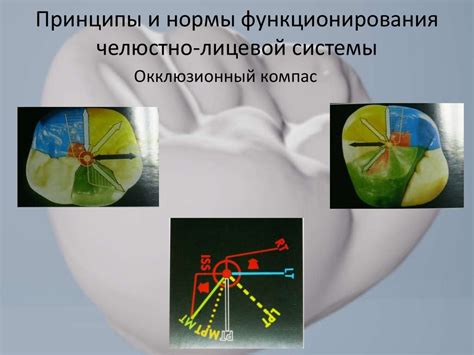 Основы окклюзии - презентация онлайн