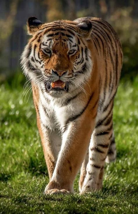 Пин от пользователя Barbara Rathmanner на доске Tiger ☣☣♻️☣ | Тигр ...