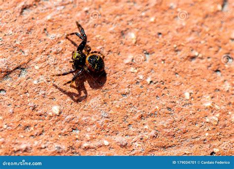 Spider in the sun stock image. Image of italy, antennae - 179034701