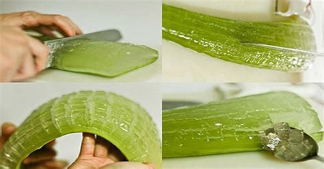 Полезные свойства алоэ вера - Со Вкусом