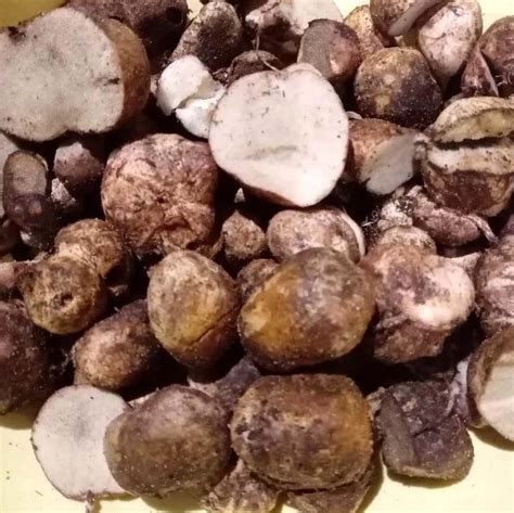 Трюфель итальянский (Tuber magnatum) - Picture Mushroom