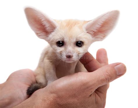 1,138 Fennec Fox Stock Photos - Free & Royalty-Free Stock Photos from ...