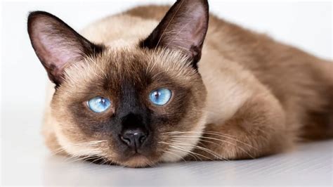 Siamese Cat | Characteristics, Personality, Health and Care