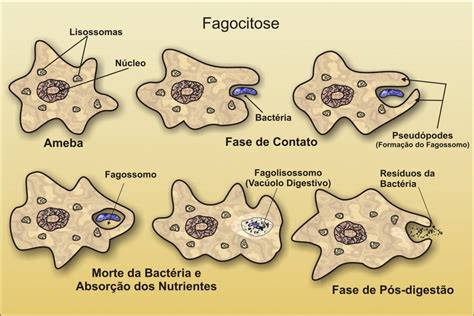 Fagocitose O Que É - explique o processo FAGOCITOSE - brainly.com.br