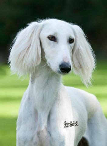 120 best images about Saluki on Pinterest | Beautiful dogs, Dog show ...