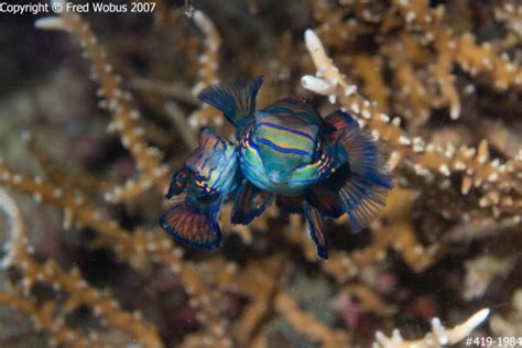 Fred Wobus Photography | Mandarinfish mating