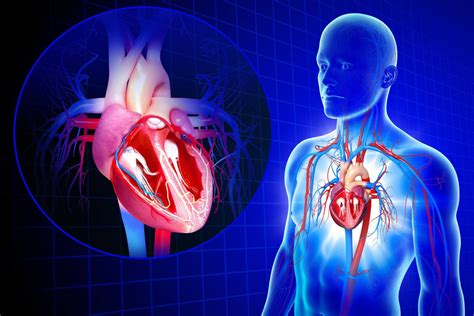 An Overview of the Cardiovascular System Components