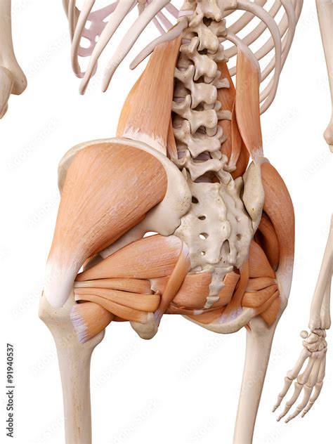 medically accurate anatomy illustration - hip muscles Stock ...