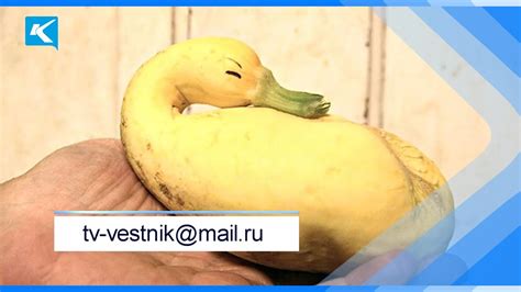 29 08 2023 В газете «Телевизионный вестник» продолжается конкурс ...