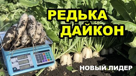 Редька Дайкон. Новый лидер на рынке! - YouTube