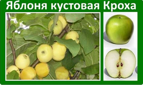 Яблоня кустовая Кроха
