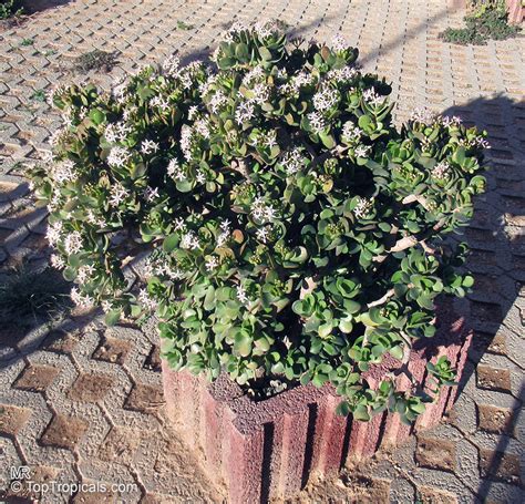 Crassula ovata, Crassula argentea, Crassula portulacea, Crassula ...