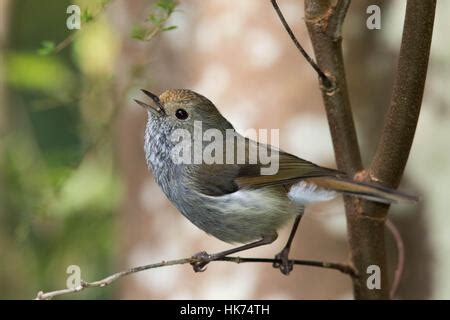 Tasmanian Thornbill Acanthiza ewingii Tasmanian endemic PHotographed in ...