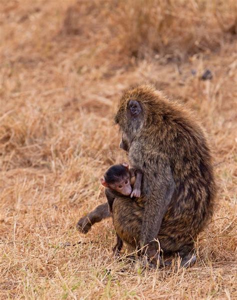 Baboon mother with baby stock photo. Image of look, attached - 1566056