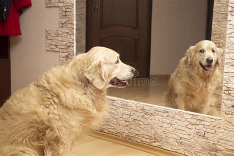 The Golden Retriever Dog Looks in the Mirror and Sees His Reflection ...