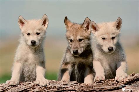 adorable wolf pup   wild wallpaper wallpaperscom