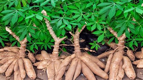 menanam singkong  hasil melimpah biotifor